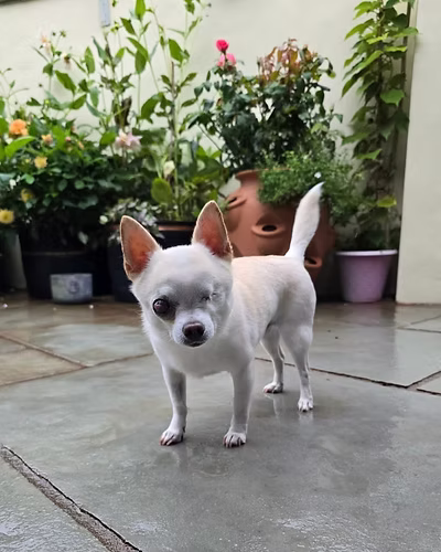 Diego, a 11 years old male Chihuahua available for adoption from Hampshire Paws in Hampshire