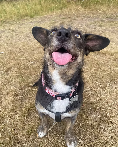 Trixie, a 6 years old female Terrier available for adoption from Hampshire Paws in Hampshire