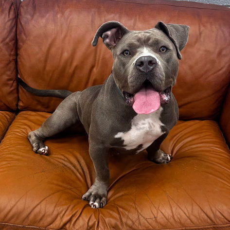 Suki, a 2 years old female Crossbreed available for adoption from Happy Staffie Rescue in West Midlands