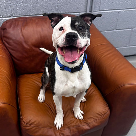 Buddy, a 9 years old male American Bulldog X available for adoption from Happy Staffie Rescue in West Midlands