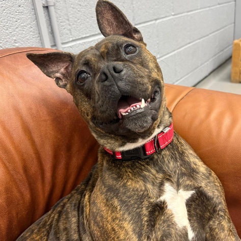 Ivy, a 4 years old female Staffordshire Bull Terrier X available for adoption from Happy Staffie Rescue in West Midlands
