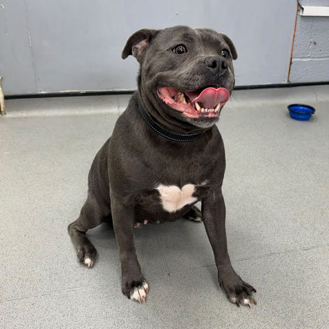 Ocean, a 3 years old female Staffordshire Bull Terrier available for adoption from Happy Staffie Rescue in West Midlands