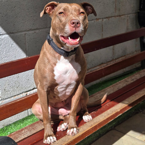 Luna, a 7 years old female Staffordshire Bull Terrier X available for adoption from Happy Staffie Rescue in West Midlands
