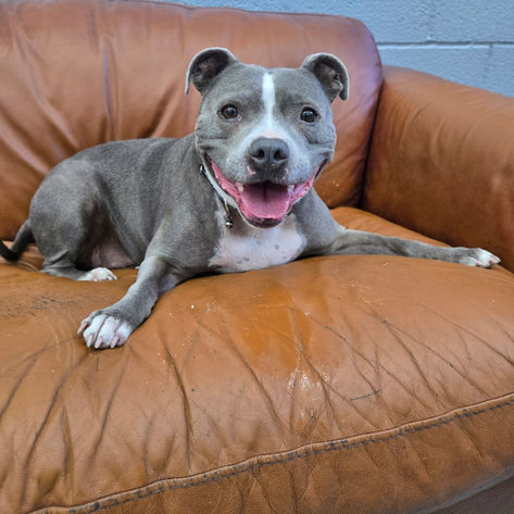 Ernie, a 6 years old male Staffordshire Bull Terrier available for adoption from Happy Staffie Rescue in West Midlands