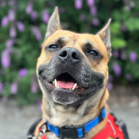 Jack, a 3 years old male Crossbreed available for adoption from Happy Staffie Rescue in West Midlands