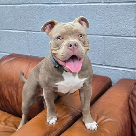 Albie, a 7 months old male Staffordshire Bull Terrier X Pocket Bully available for adoption from Happy Staffie Rescue in West Midlands