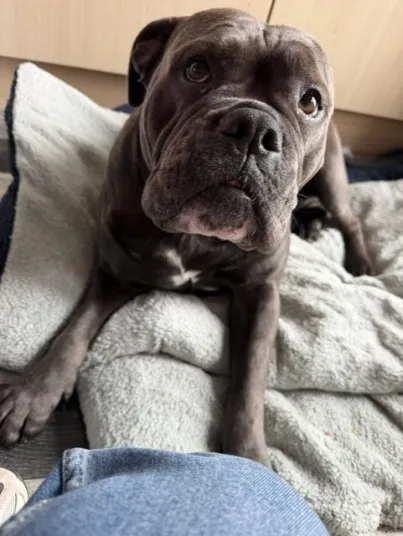Sarabi, a 2 years old female Bulldog available for adoption from Help2Rehome Scotland in Scotland