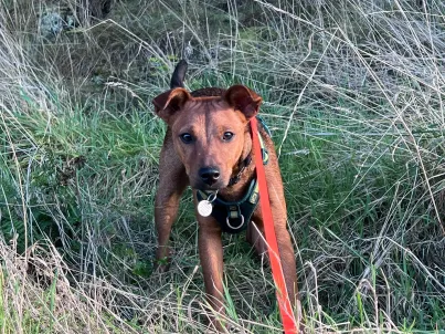 Hamish, a 9 months old male Jack Russell Terrier X available for adoption from Help2Rehome Scotland in Scotland