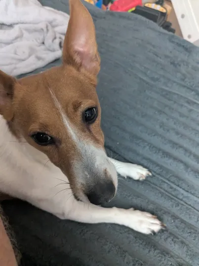 Storm, a 3 months old female Jack Russell Terrier available for adoption from Help2Rehome Scotland in Scotland