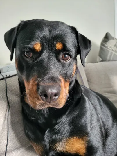 Tilly, a 2 years old female Rottweiler available for adoption from Help2Rehome Scotland in Scotland