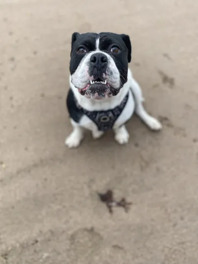 Mabel, a 4 years old female Bulldog available for adoption from Help2Rehome Scotland in Scotland