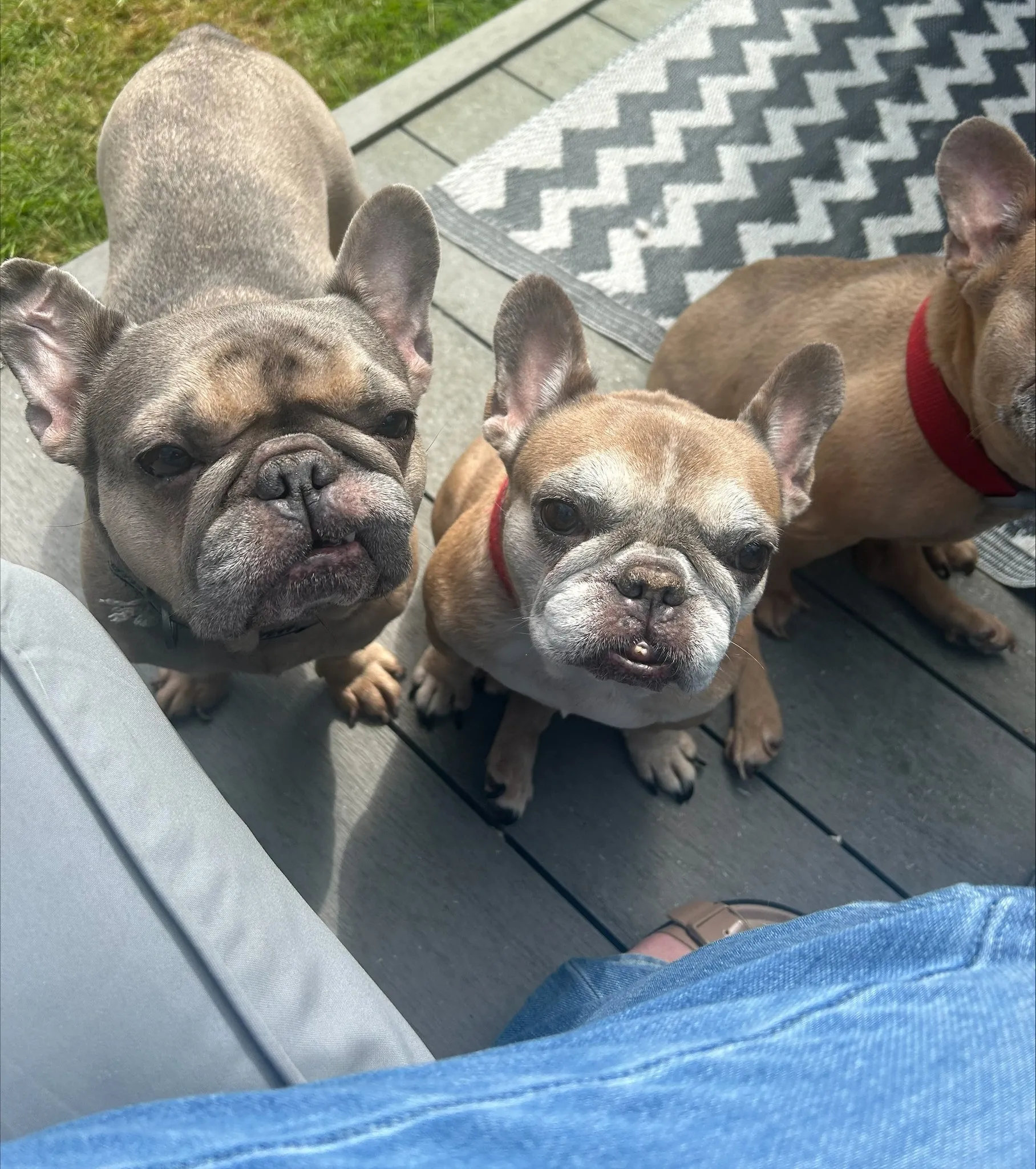 Mhari and Paris, a female French Bulldog available for adoption from Help2Rehome Scotland in Scotland