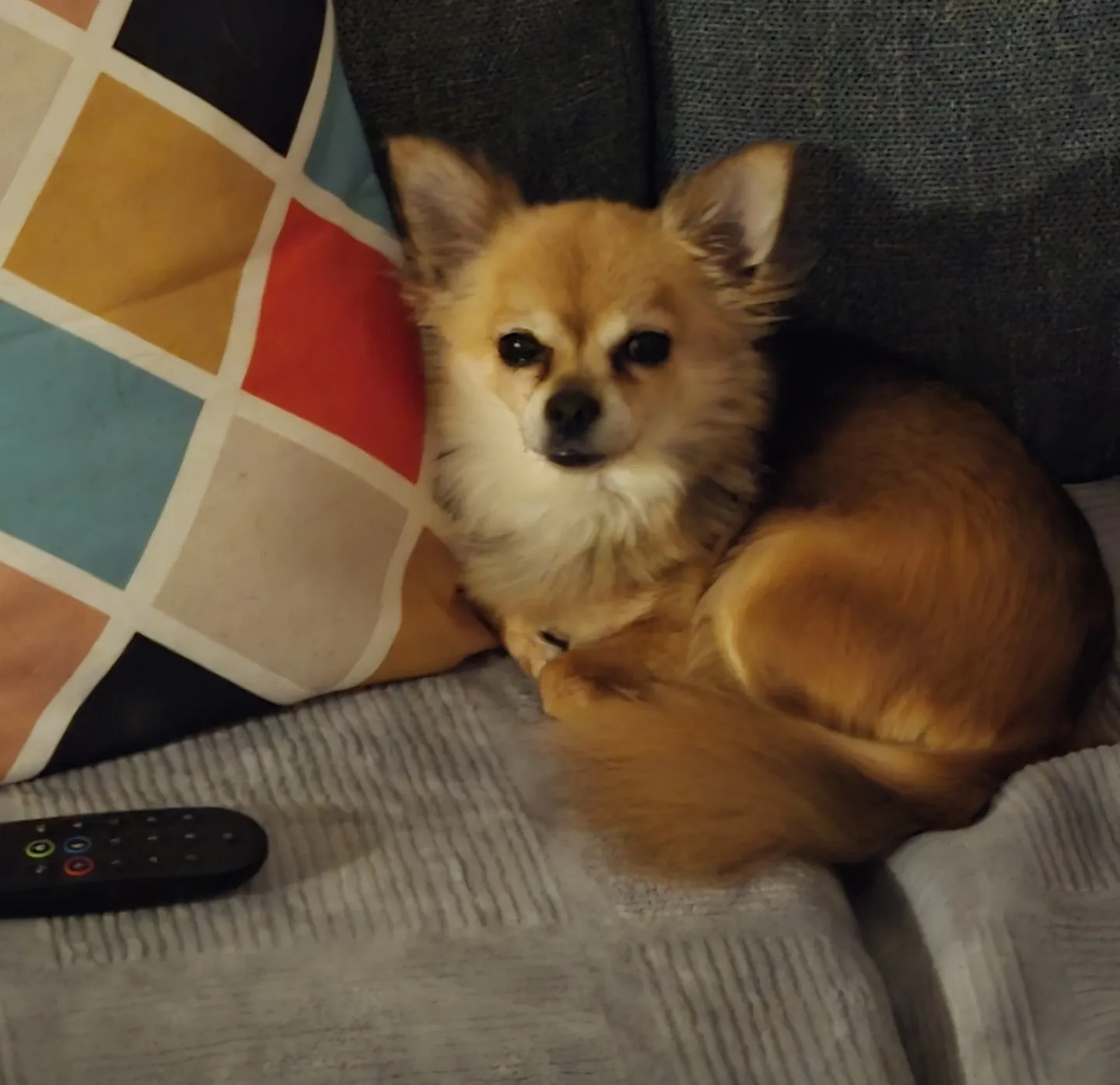 Cleo, a 11 years old female Chihuahua available for adoption from Help2Rehome Scotland in Scotland