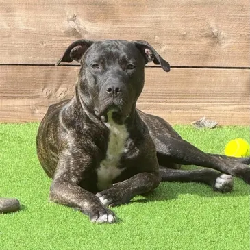 Mowgli, a Unknown old unknown Unknown available for adoption from Helping Dogs & Cats UK in Hampshire