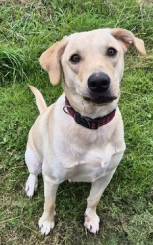 Barley, a 2 years old male Labrador available for adoption from Home A Labrador in Lancashire