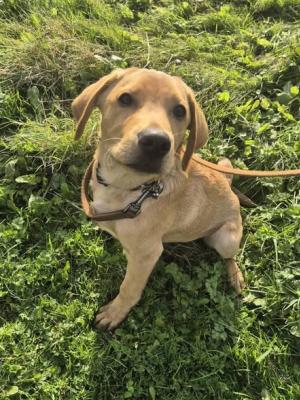 Charlie, a 4 months old male Labrador available for adoption from Home A Labrador in Lancashire