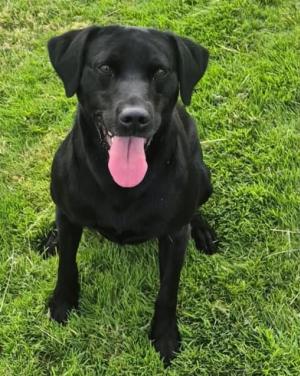 Max, a 4 years old male Labrador available for adoption from Home A Labrador in Lancashire