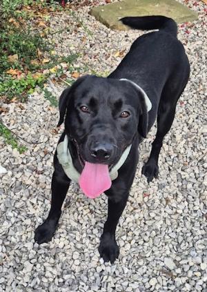 Loki, a 2 years old male Labrador available for adoption from Home A Labrador in Lancashire