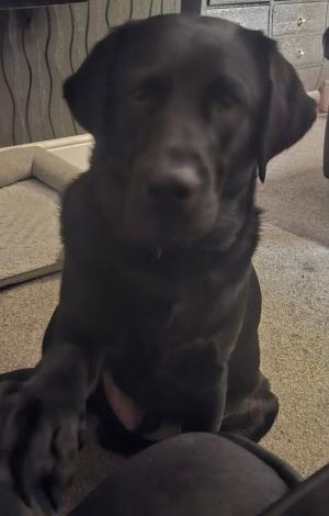 Bear, a 1 year old male Labrador available for adoption from Home A Labrador in Lancashire