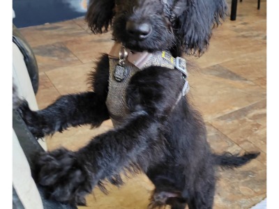 Mac, a 3 years old male Miniature Poodle available for adoption from Homeless Pets Animal Service in Greater Manchester