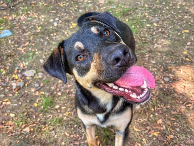 Topi, a 10 months old male Crossbreed available for adoption from HunDogs For Rehoming in Hungary