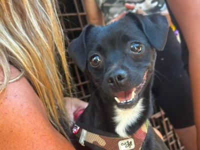 Iris, a 2 years old female Chihuahua available for adoption from HunDogs For Rehoming in Hungary