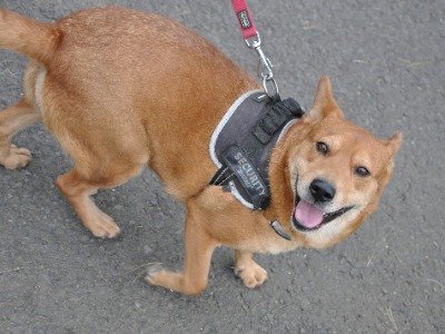 Sindy, a 3 years old female Crossbreed available for adoption from HunDogs For Rehoming in Hungary