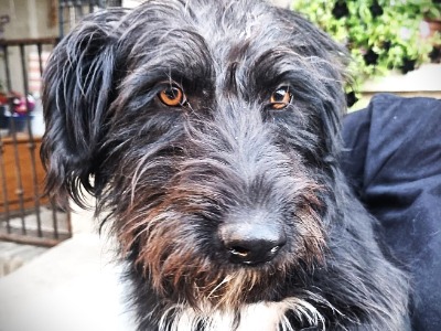 Connie, a 2 years old female Hungarian Puli available for adoption from HunDogs For Rehoming in Hungary