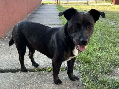 Agika, a 2 years old female Dachshund X available for adoption from HunDogs For Rehoming in Hungary