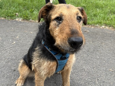 Jenny, a 11 years old female Airedale Terrier available for adoption from HunDogs For Rehoming in Hungary