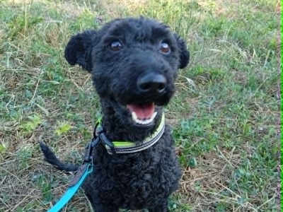 Chill, a 1 year old female Hungarian Puli available for adoption from HunDogs For Rehoming in Hungary