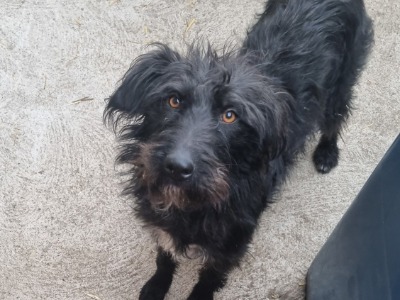 Connie, a 2 years old female Hungarian Puli available for adoption from HunDogs For Rehoming in Hungary