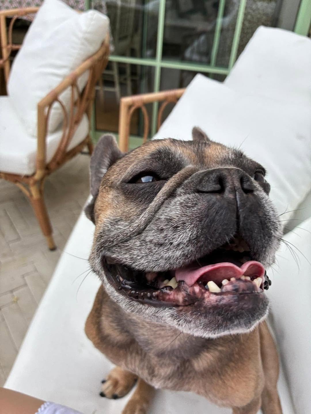 Ruby, a 6 years old female French Bulldog available for adoption from JLP Trust Animal Rescue in Warwickshire