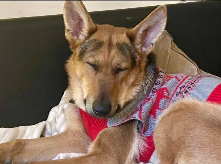 Dexter, a 1 year old male German Shepherd available for adoption from JLP Trust Animal Rescue in Warwickshire
