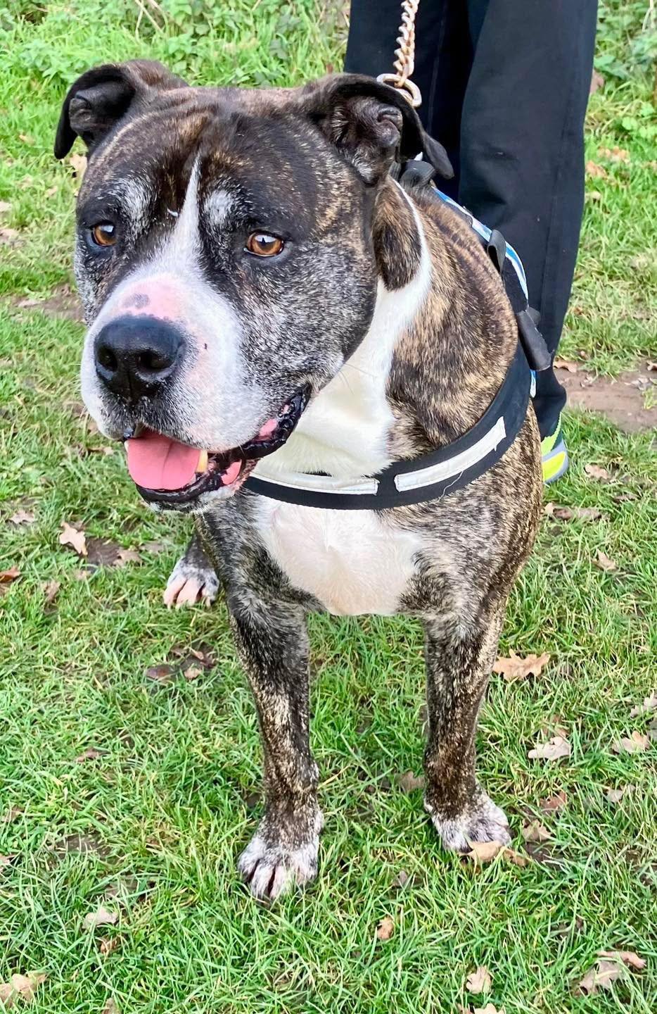 Mist, a 7 years old male American Bulldog available for adoption from JLP Trust Animal Rescue in Warwickshire