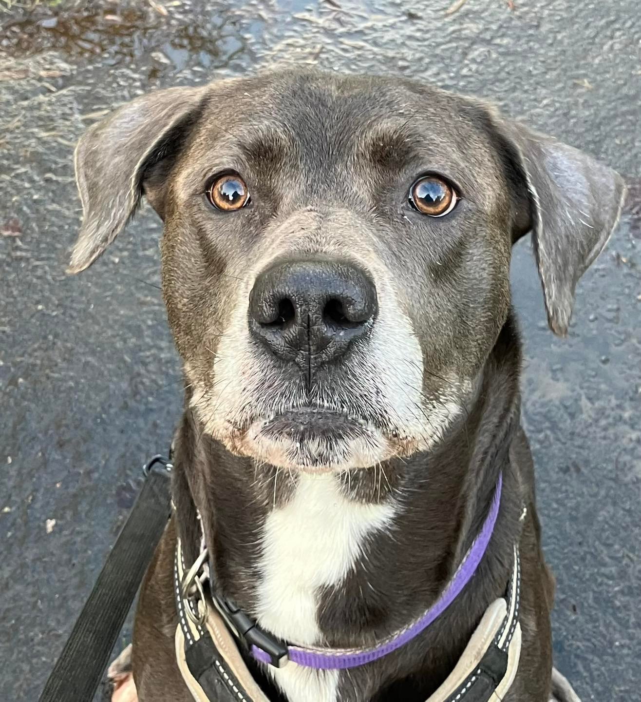 Beau, a 4 years old female Labrador X available for adoption from JLP Trust Animal Rescue in Warwickshire
