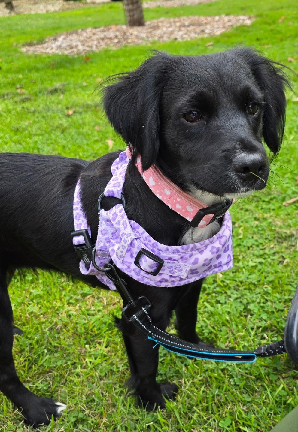 Luna, a 4 years old female Cocker Spaniel X available for adoption from JLP Trust Animal Rescue in Warwickshire