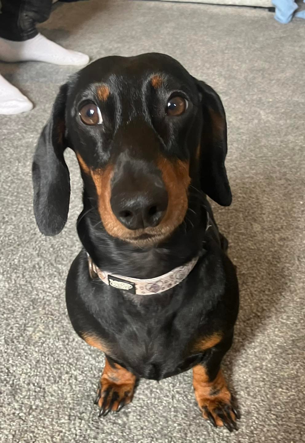 Mikey, a 3 years old male Miniature Dachshund available for adoption from JLP Trust Animal Rescue in Warwickshire
