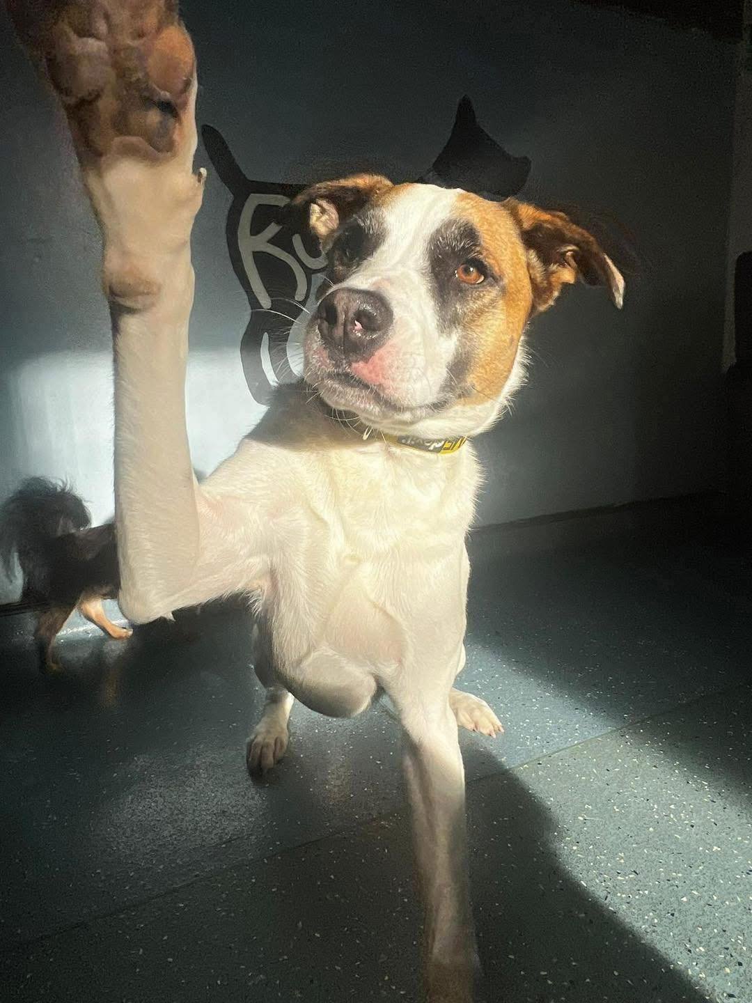 Lana, a 3 years old female Crossbreed available for adoption from JLP Trust Animal Rescue in Warwickshire