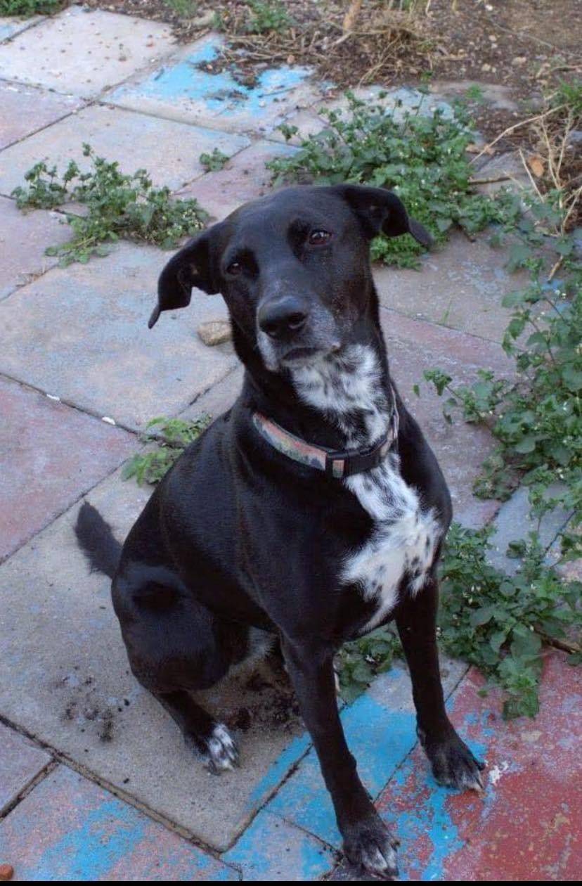Bess, a 7 years old female Collie available for adoption from JLP Trust Animal Rescue in Warwickshire
