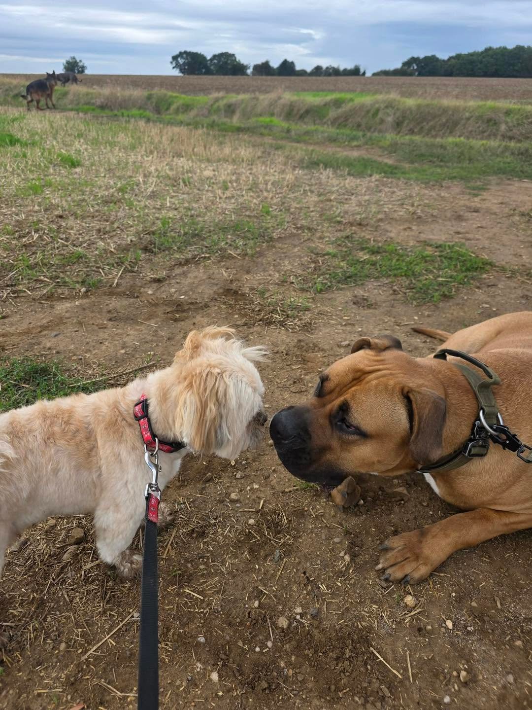 Rubble, a 2 years old male Mastiff available for adoption from JLP Trust Animal Rescue in Warwickshire