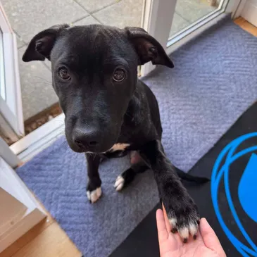 Luna, a 5 months old female Lurcher available for adoption from Lainy's Rescue in Northamptonshire