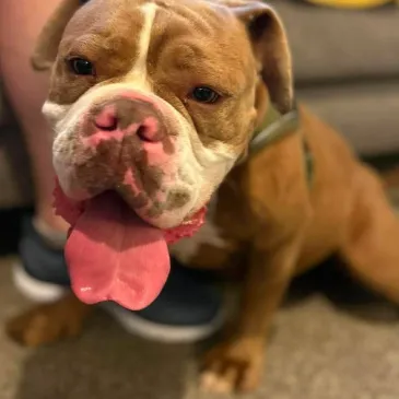 Nova, a 2 years old female Bulldog available for adoption from Lainy's Rescue in Northamptonshire