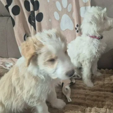 Alfred & Snow, a Unknown old unknown Unknown available for adoption from Lainy's Rescue in Northamptonshire