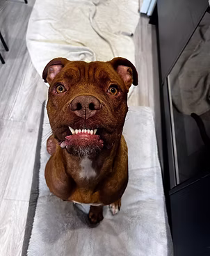 Hudson, a 2 years old male Staffordshire Bull Terrier X available for adoption from Lola's Legacy Dog Rescue in Gloucestershire