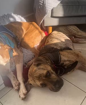 Boss + Tizer, a 1 year old male Unknown available for adoption from Lola's Legacy Dog Rescue in Gloucestershire