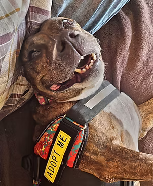 Luna, a 1 year old female Unknown available for adoption from Lola's Legacy Dog Rescue in Gloucestershire