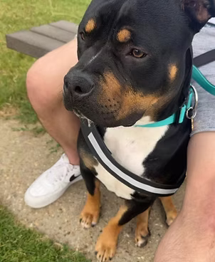 Hank, a 2 years old male Staffordshire Bull Terrier X available for adoption from Lola's Legacy Dog Rescue in Gloucestershire