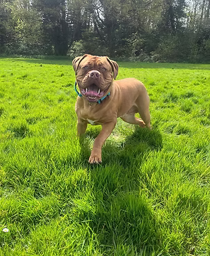 Bruce, a 2 years old male Unknown available for adoption from Lola's Legacy Dog Rescue in Gloucestershire