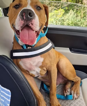 Bubba, a 2 years old male Boxer X Staffordshire Bull Terrier available for adoption from Lola's Legacy Dog Rescue in Gloucestershire